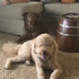 Meet your Posher, Brady